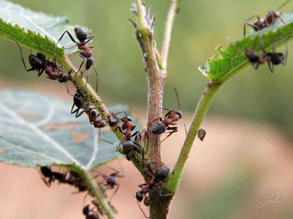 Как навсегда убрать муравьев с огорода - обзор лучших методов борьбы