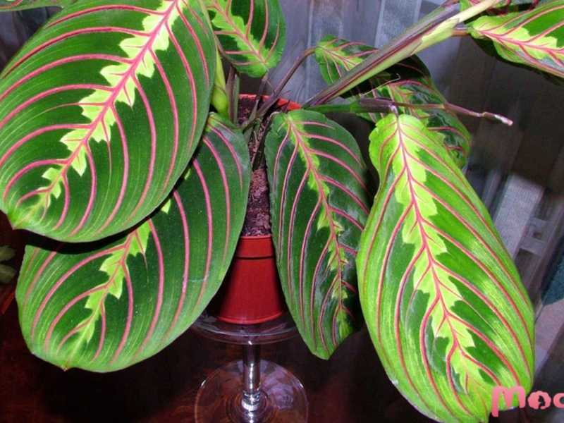 Маранта трехцветная: правила ухода за молитвенным растением в домашних условиях