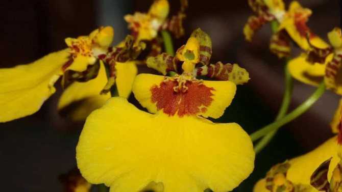 Онцидиум: фото, виды и уход за орхидеей в домашних условиях