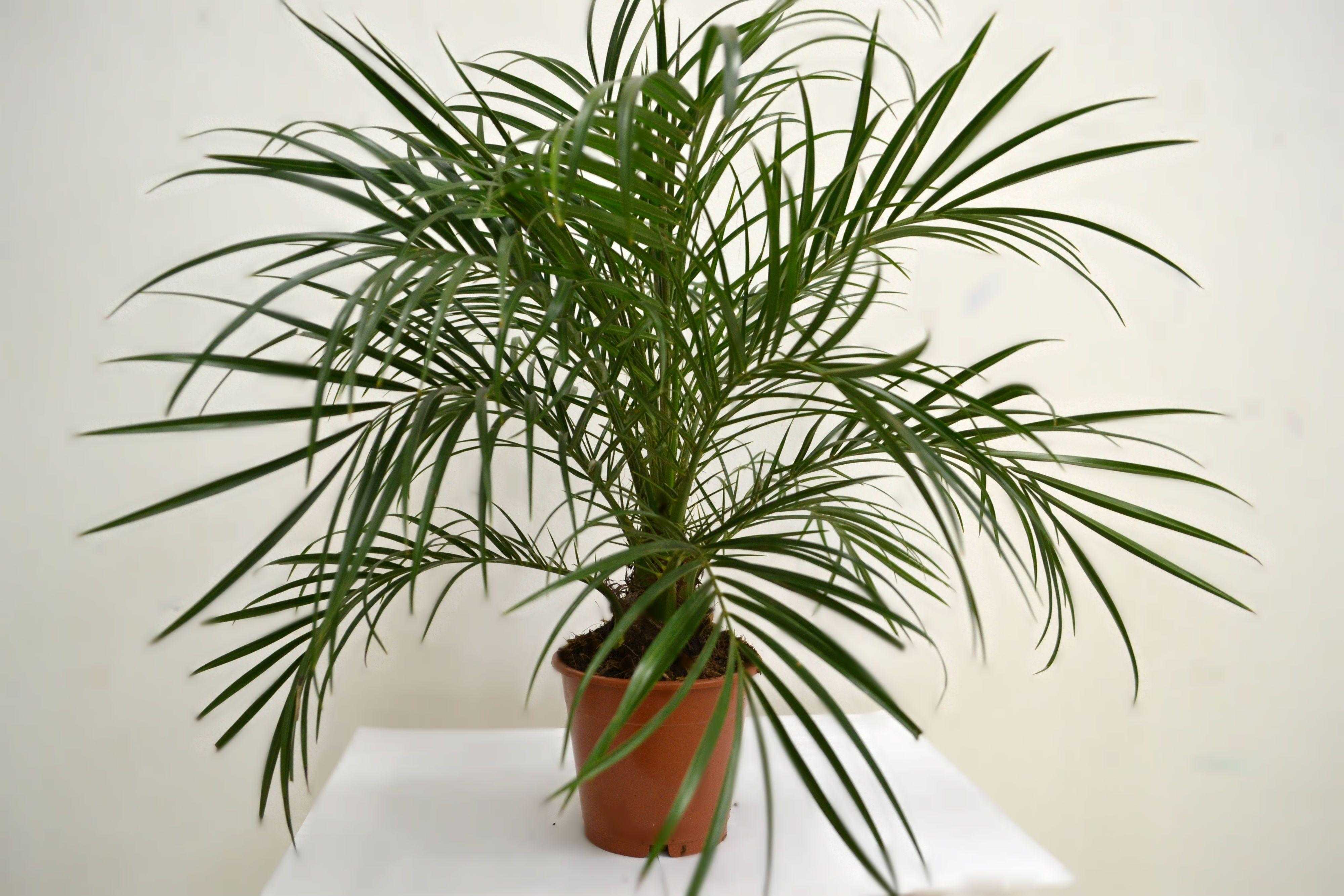 Финиковая пальма из косточки: группа комнатные растения