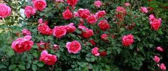 Роза плетистая дон жуан: особенности посадки, ухода и борьбы с вредителями