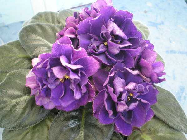 Фиалка черная жемчужина — описание домашнего цветка