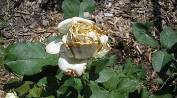 Плетистые розы: название сортов и правила обрезки - проект "цветочки" - для цветоводов начинающих и профессионалов