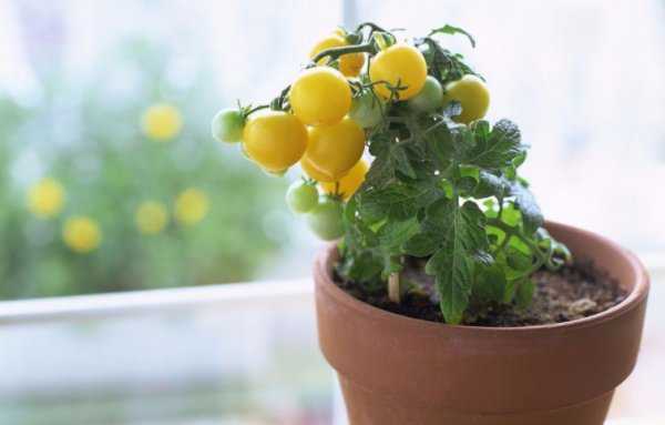 Как вырастить помидоры черри на балконе или подоконнике - мое село
