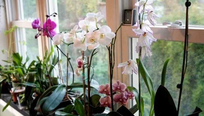 Если орхидея отцвела — что делать с ней дальше, как правильно организовать уход?