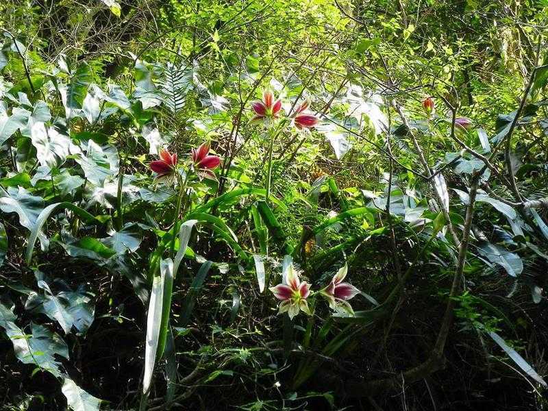 Амариллис садовый многолетний: посадка, выращивание и уход