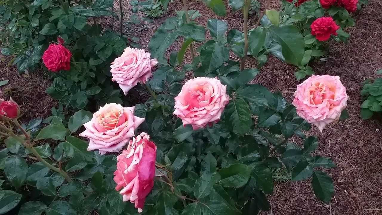 Роза флорибунда: чайно-гибридные и полиантовые сорта