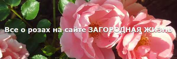 Английская роза абрахам дерби: описание, отзывы, фото, посадка и уход
