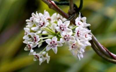 Домашние цветы ахименесы — уход и выращивание