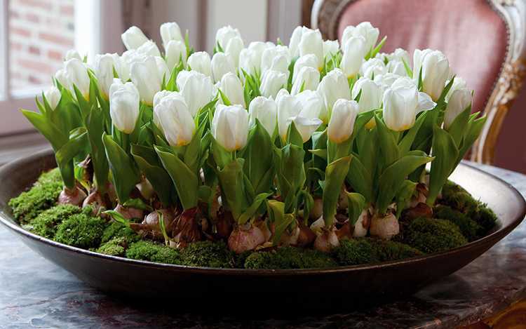 Чем лучше подкормить тюльпаны весной для лучшего роста и цветения