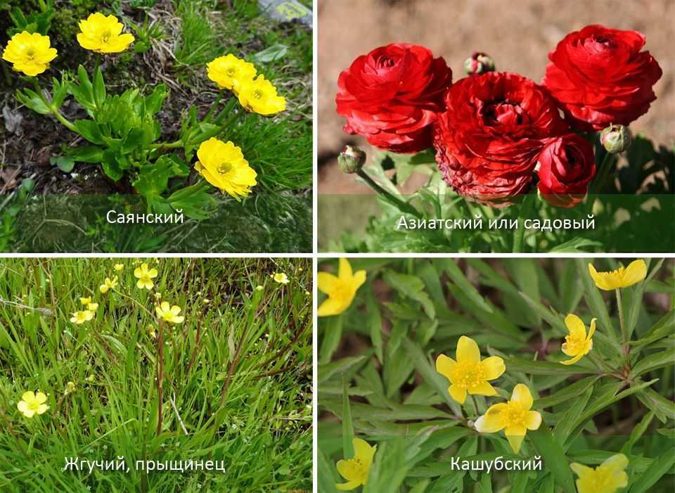 Цветы лютики – посадка и уход. выращивание лютика в саду, когда и как сажать. размножение садового лютика