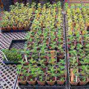 Семена хризантем: описание с фото, виды, особенности посадки, выращивания и ухода - sadovnikam.ru
