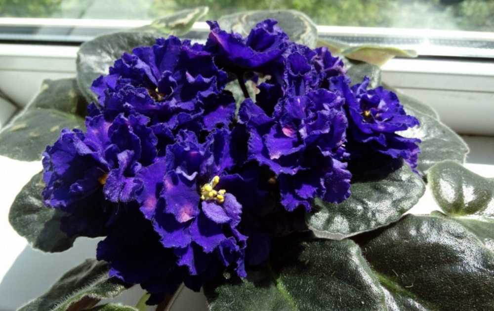 Фиалка Шансон – сорт категории стандарт фантазийной окраски  Для полноценного развития и обильного цветения растение необходимо обеспечить достаточным