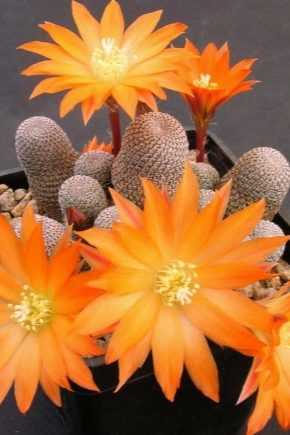 Домашние кактусы (95 фото) - названия видов, уход, выращивание, как поливать