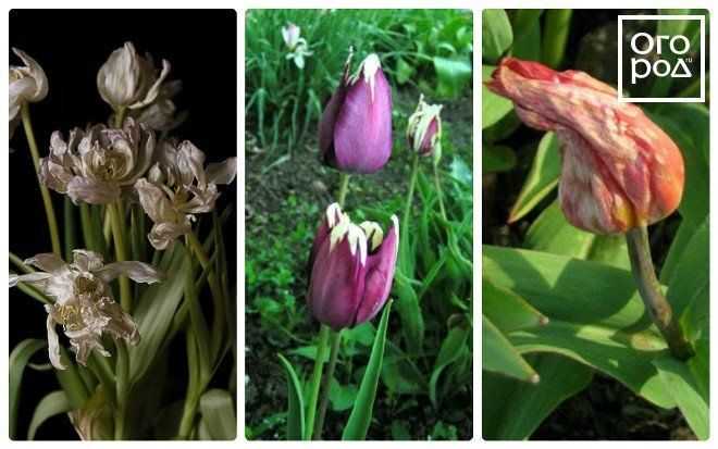Болезни тюльпанов. их описание и методы лечения. | огородники