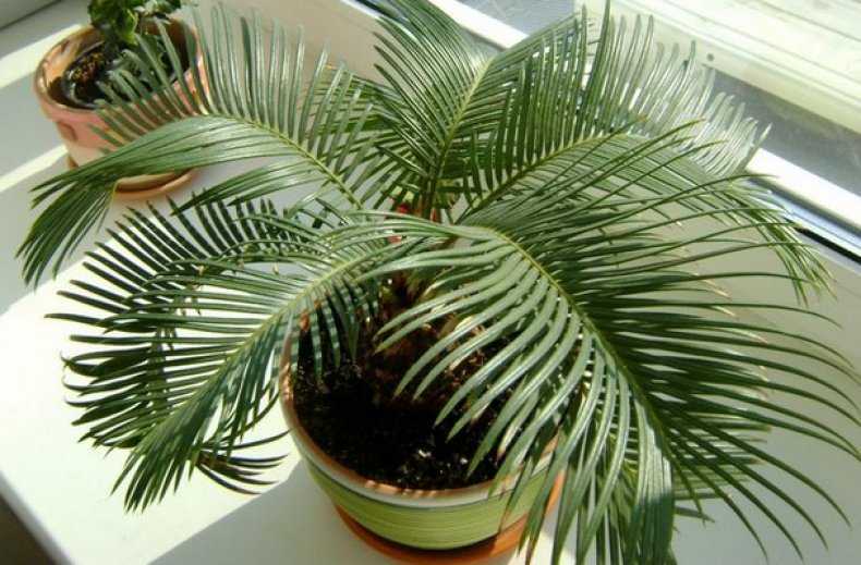 Цикас (комнатная пальма): пересадка, уход, размножение и значение в доме | огородники