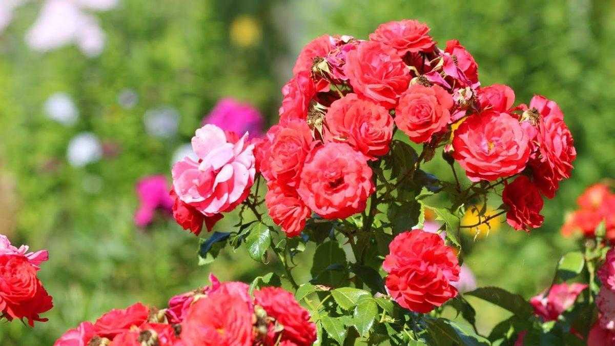 Штамбовые розы: невероятная красота своими руками | огородники