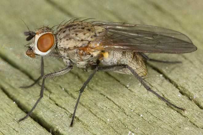 Луковая муха: как бороться с вредителем, видео, фото и отзывы
