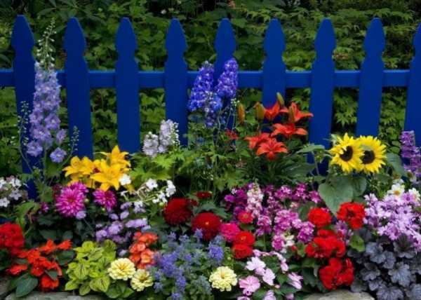 Цветы многолетники, цветущее все лето - 130 фото лучших вариантов красивых цветов