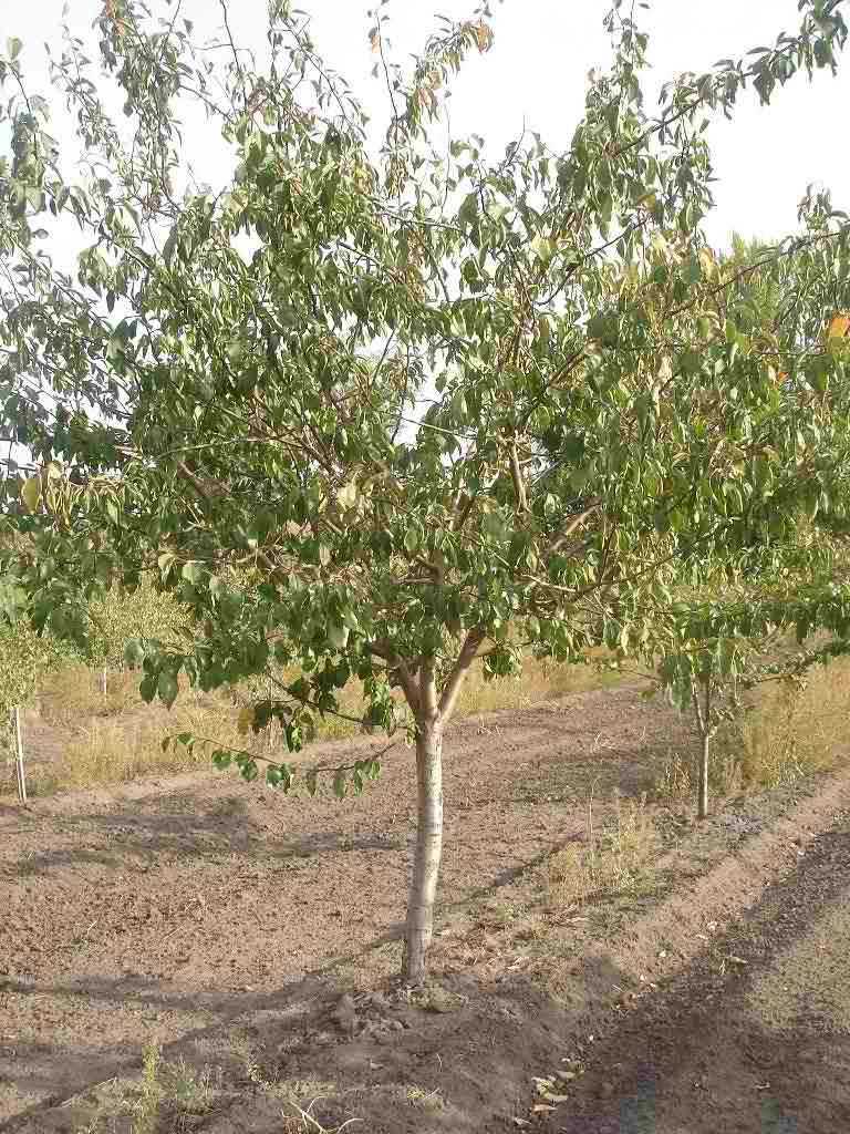Яблоня: выращивание в саду, виды и сорта