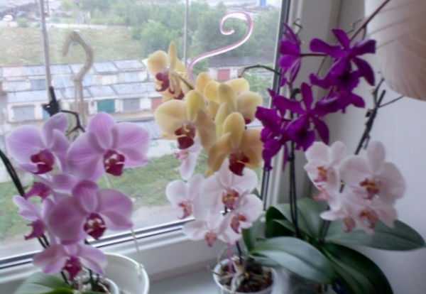 Орхидея фалинопсис (Phalaenopsis) является травянистым растением трибы Вандовые семейства Орхидные Ее родина ― влажные леса Юго-Восточной Азии, Австралии и Филиппин