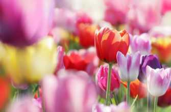 Подкормки для тюльпанов: чем удобрять цветы