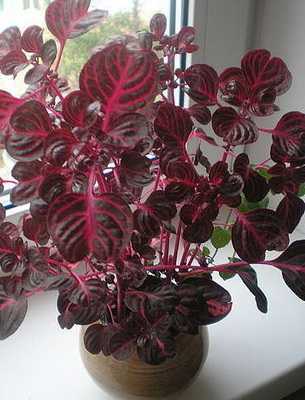 Цветок с красными листьями - домашние цветы с названиями и фото