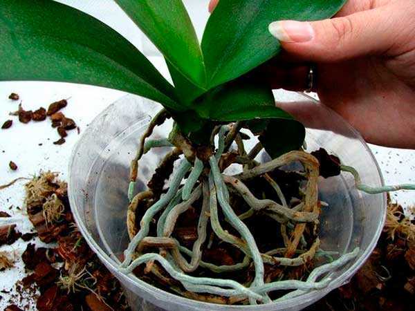 Орхидея лудизия: уход в домашних условиях, пересадка, грунт
