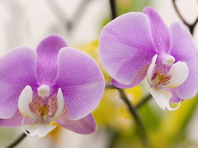 Болезни листьев орхидей: фото и советы специалистов о том, как лечить возможные проблемы