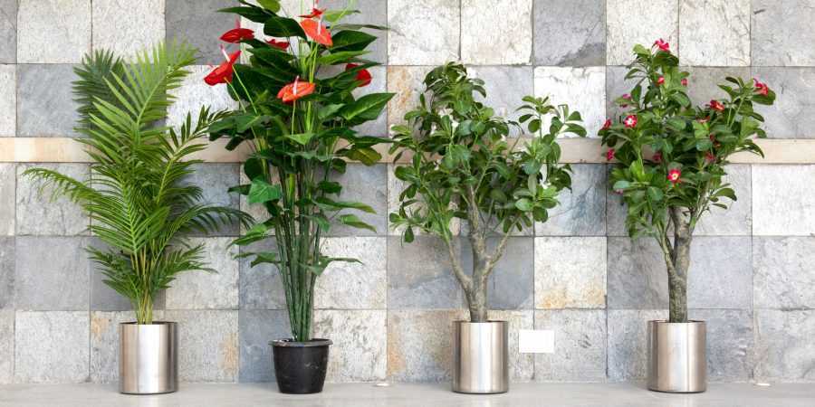 8 лучших комнатных растений-фильтров. какие растения лучше очищают воздух? список, фото — ботаничка.ru