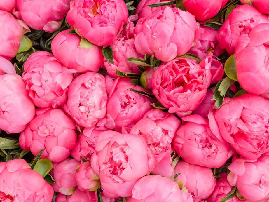 Кустовые розы: описание сортов и советы по обрезке - проект "цветочки" - для цветоводов начинающих и профессионалов