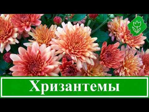 Зеленые хризантемы (30 фото): обзор сортов кустовой хризантемы «филин грин», «лизард» и других