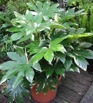 Популярное растение с крупными листьями — фатсия японская