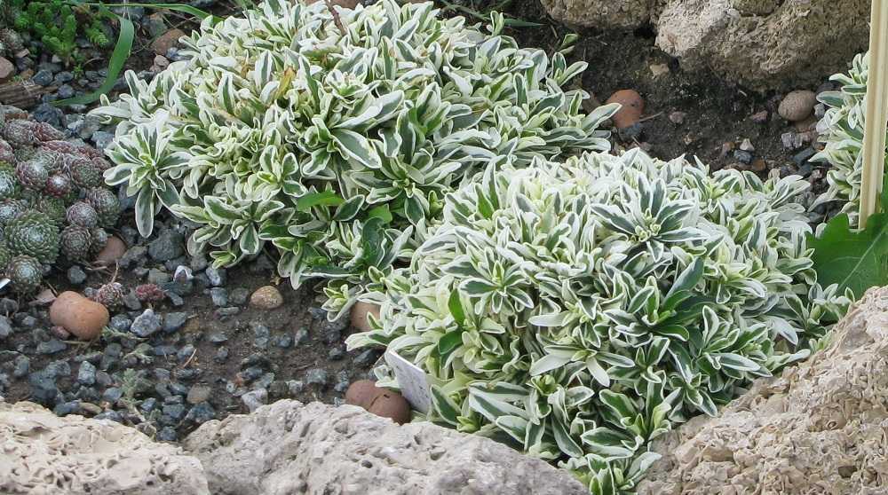 Арабис альпийский травянистые растения для открытого грунта: выращивание из семян, фото, посадка и уход