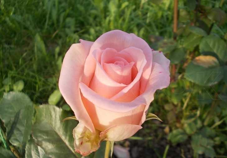 Желтые розы (33 фото): лучшие сорта желтых и красно-желтых роз с описанием. особенности роз мичурина «мать желтых» и других