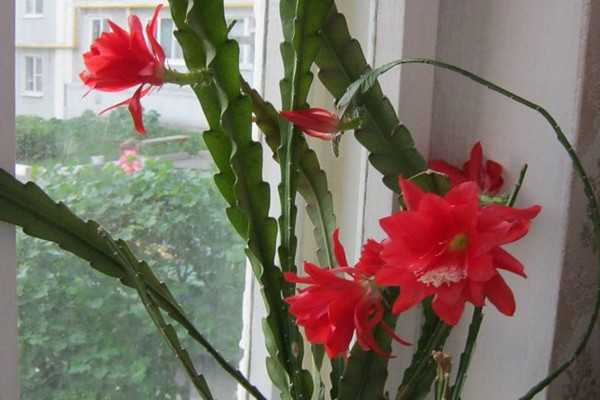 Особенности ухода за домашними любимцами – кактусами