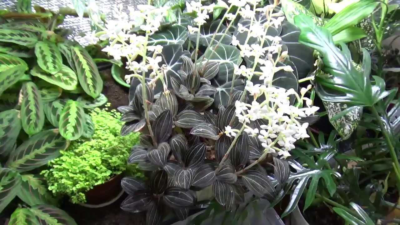 Орхидея лудизия