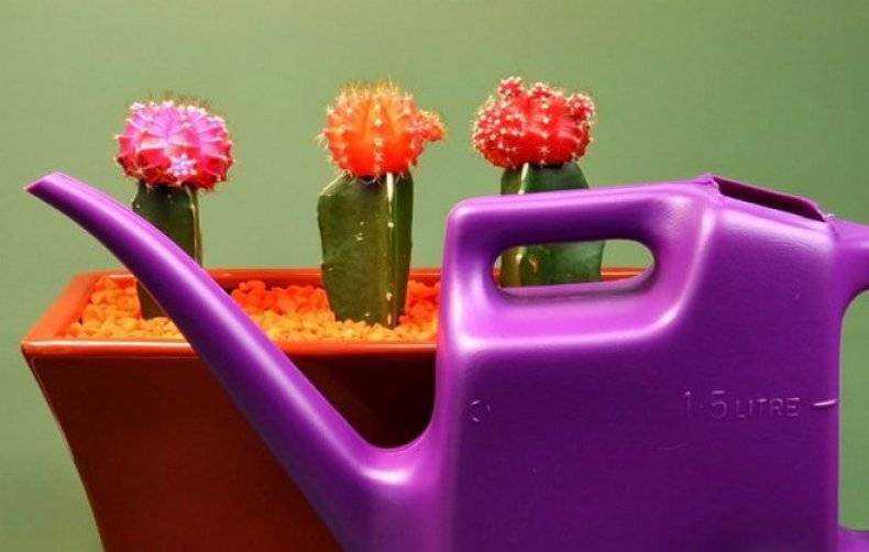 Удобрение для кактусов: правила внесения подкормок