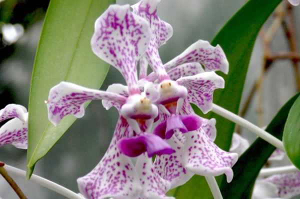 Орхидея ванда: уход в домашних условиях, виды, пересадка