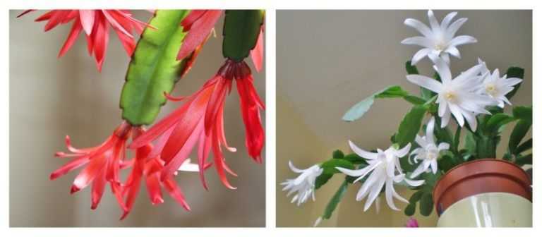 Рипсалидопсис (35 фото): отличия цветка от шлюмбергеры (декабриста), разновидности и уход в домашних условиях