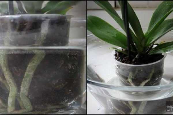 Как поливать орхидеи в домашних условиях: пошаговая инструкция