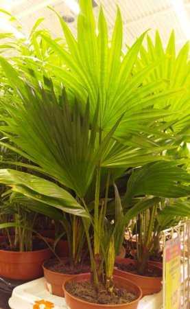 Комнатное растение похожее на пальму – фото, название и виды домашних цветов