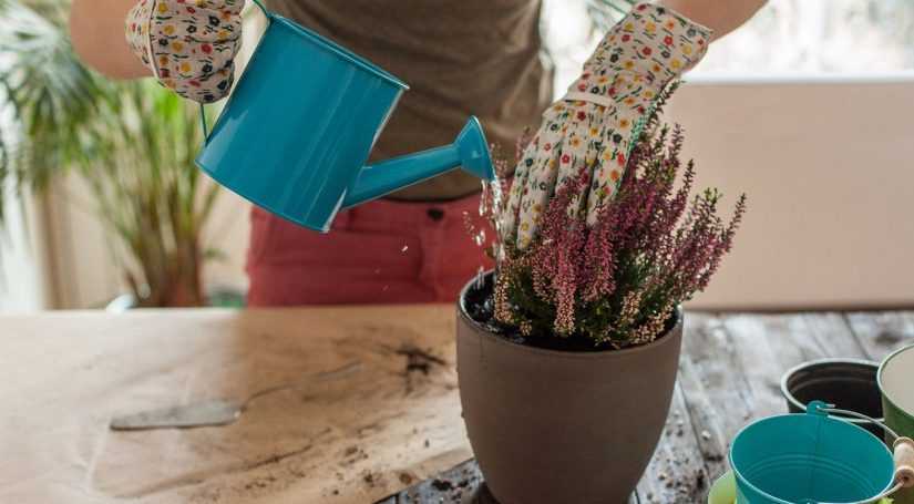 Подкормка комнатных растений с использованием удобрений - Проект "Цветочки" - для цветоводов начинающих и профессионалов