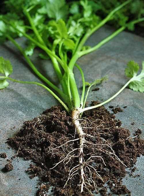 Выращивание кинзы из семян в открытом грунте уход за кориандром болезни и вредители кинзы