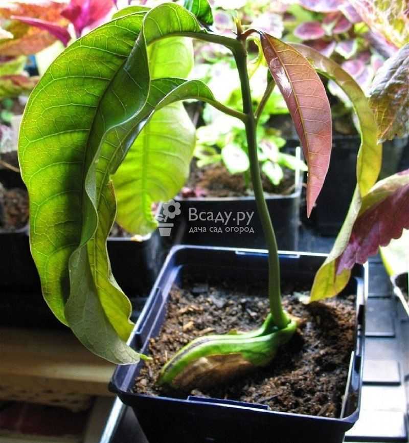 Как вырастить манго из косточки в домашних условиях | уход и особенности проращивания косточки для посадки (120 фото и видео)