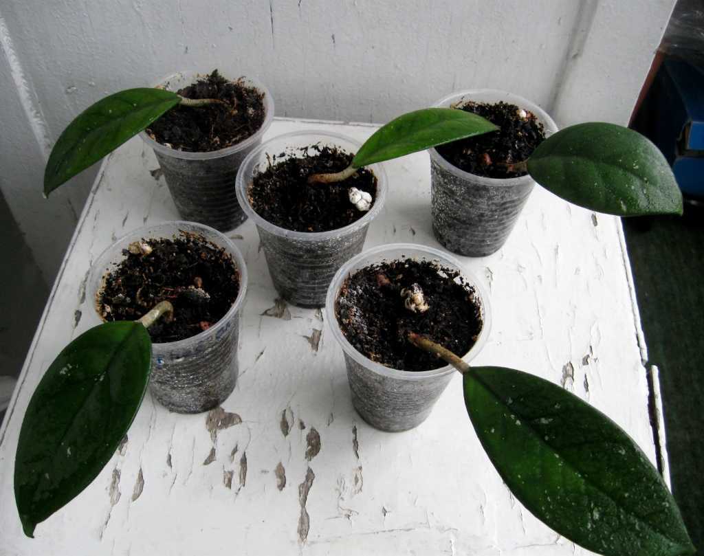 Комнатный цветок ахименес: уход и выращивание в домашних условиях