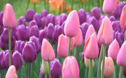 Подкормки для тюльпанов: чем удобрять цветы - Проект "Цветочки" - для цветоводов начинающих и профессионалов