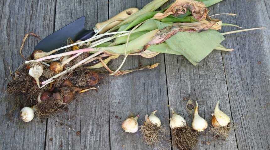 Выкапывать луковицы тюльпанов и хранить их при определённой температуре до посадки осенью рекомендуется ежегодно  Некоторые сорта и виды можно выкапывать раз в