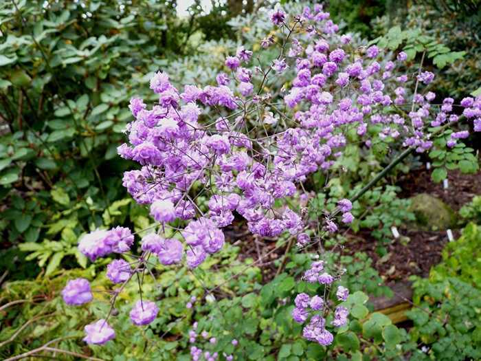 Садовый цветок василистник: разновидности с фото, особенности посадки и ухода, способы размножения