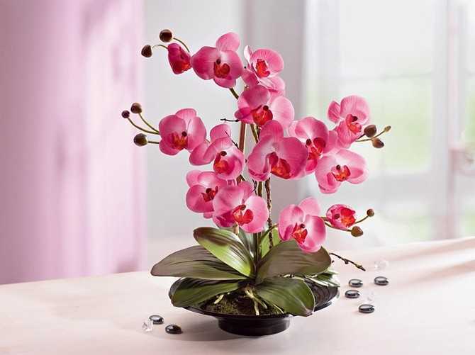 Орхидея лудизия: уход, болезни, размножение в домашних условиях. полезные советы для начинающих.